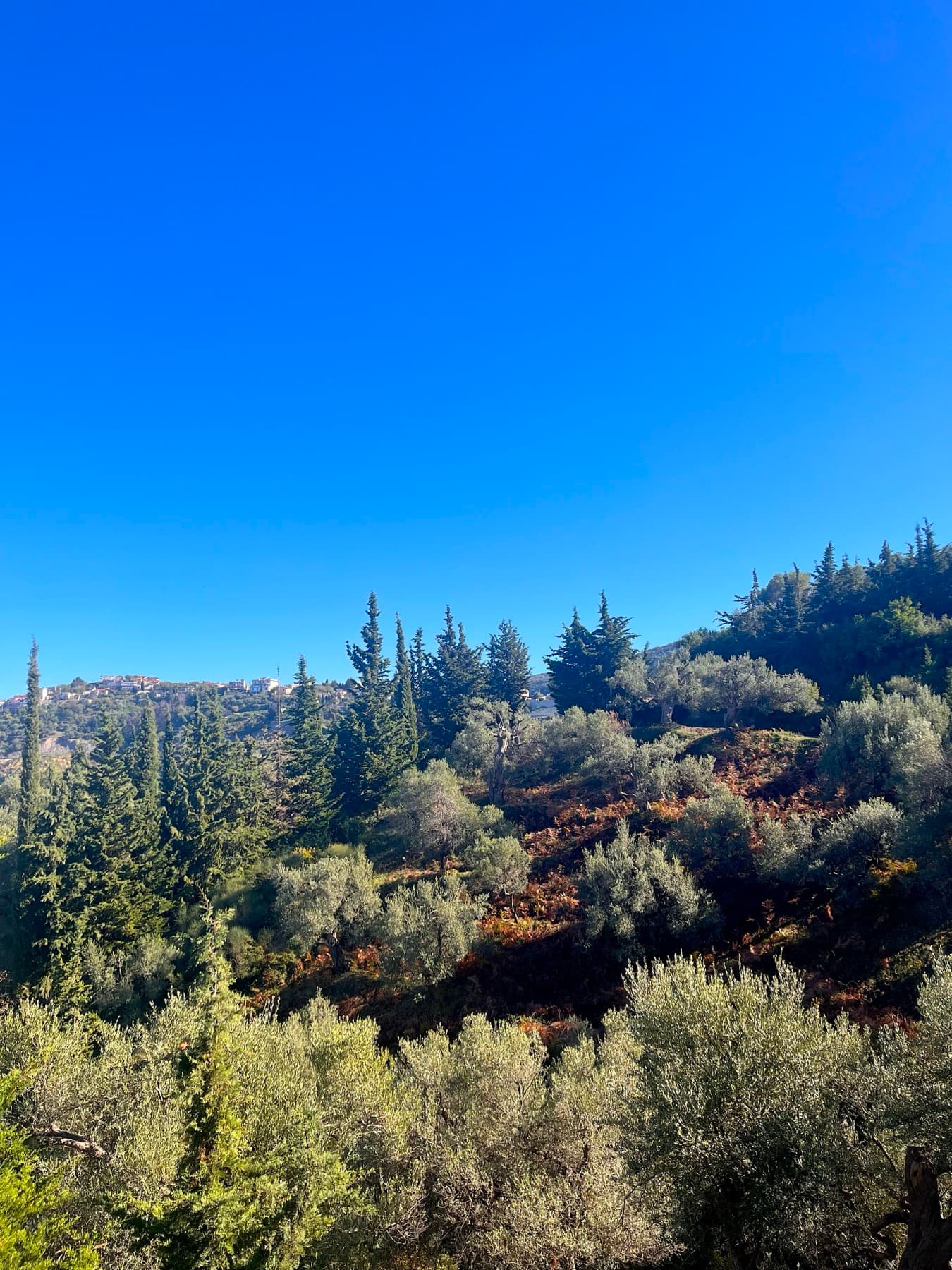 Olive trees in Kaninë Albania