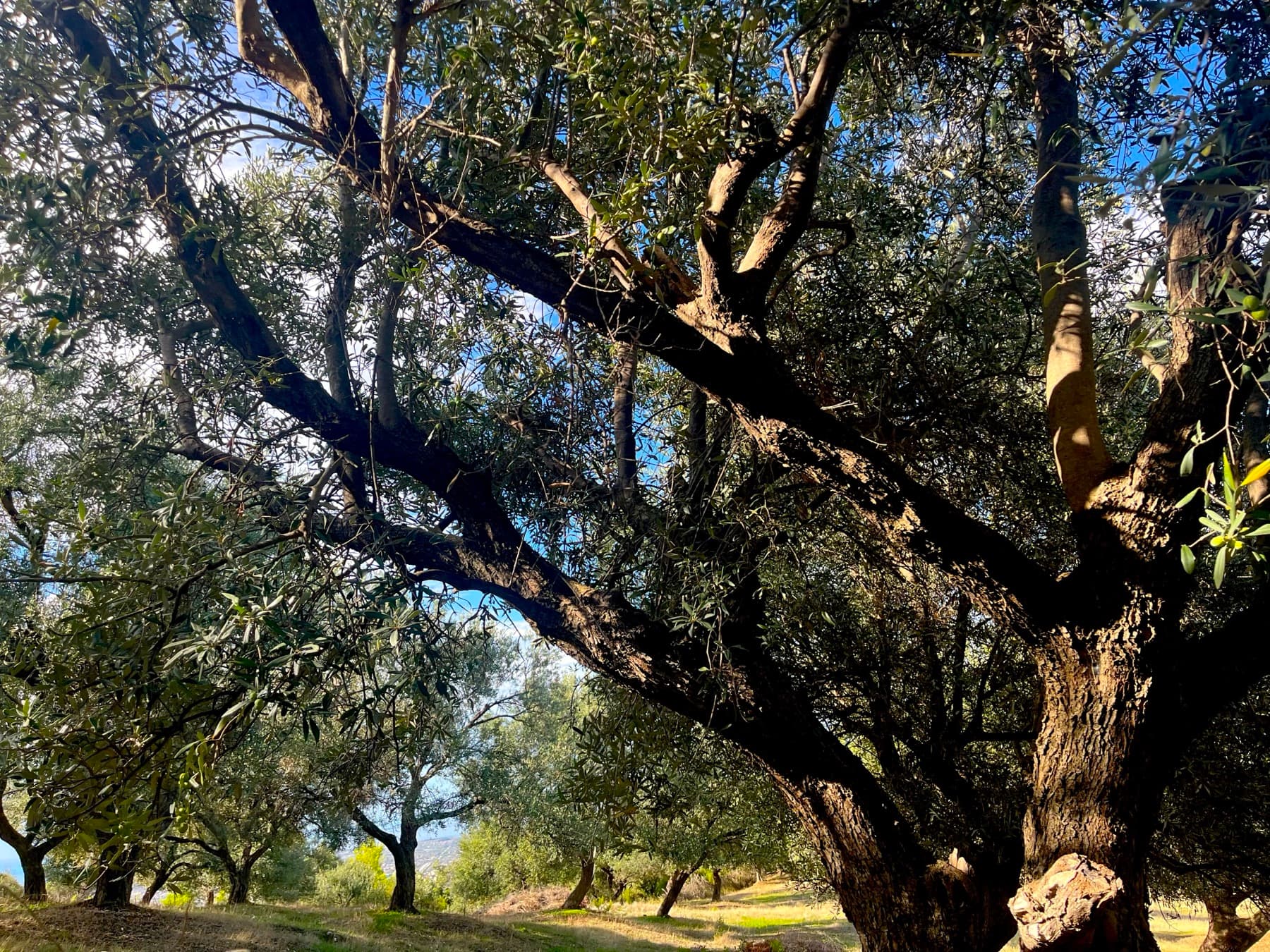 Olive tree in Kaninë Albania